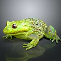 Green Frog With Red Eyes Textured Skin On Black Background With Reflection