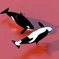 Two Black And White Orcas Swimming On Red Background With Shadows 3d model