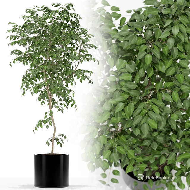 Lush Green Bonsai Plant With Slender Trunk And Dense Leaves In Black Pot 3d model 