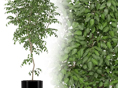 Lush Green Bonsai Plant With Slender Trunk And Dense Leaves In Black Pot 3d model
