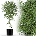 Lush Green Bonsai Plant With Slender Trunk And Dense Leaves In Black Pot