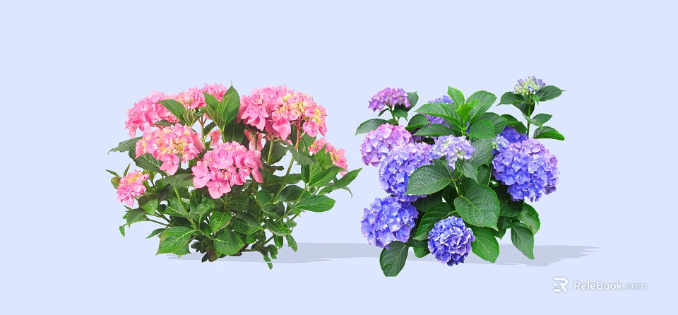 Vibrant Hydrangea Shrubs With Pink And Purple Blooms And Lush Green Leaves 3d model 