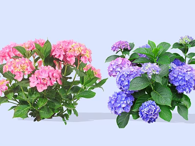 Vibrant Hydrangea Shrubs With Pink And Purple Blooms And Lush Green Leaves 3d model