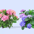 Vibrant Hydrangea Shrubs With Pink And Purple Blooms And Lush Green Leaves