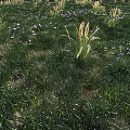 Lush Green Grassland With Diverse Blooming Flowers And Natural Plant Growth