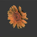 Gerbera Daisy with Orange Petals and Red Center on Dark Background with Reflection