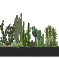 Bonsai Potted Plants With Various Cacti And Succulents In Rectangular Planter 3d model