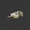 Detailed White Animal Skull Close Up View Against Gray Background With Reflection