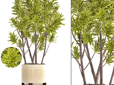 Decorative Potted Bonsai Plant With Yellow Green Variegated Leaves And White Ceramic Pot 3d model
