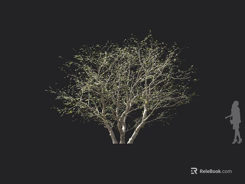 Tall Arbor With White Trunks And Fresh New Leaves Against Black Background With Human Silhouette 3d model 