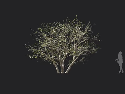 Tall Arbor With White Trunks And Fresh New Leaves Against Black Background With Human Silhouette 3d model