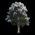 Three Arbor Trees With Lush Foliage And Clear Trunks On Black Background 3d model