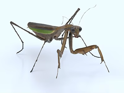Flying Insect Brown and Green Mantis with Long Legs Standing on White Background 3d model