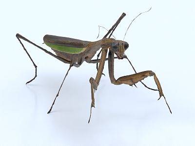 mantis insect grasshopper pest 3d model