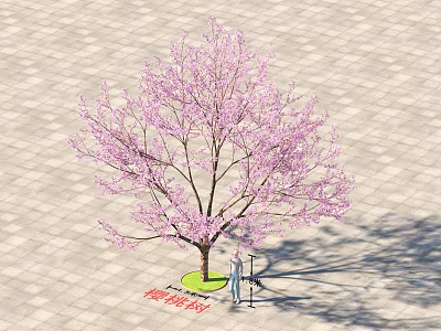 Cherry Blossom Tree With Pink Flowers And Person On Paved Square Ground 3d model