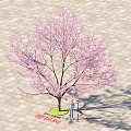 Cherry Blossom Tree With Pink Flowers And Person On Paved Square Ground
