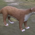 Brown Reptile With White Paws And Black Tail In Natural Outdoor Setting 3d model
