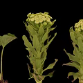 Green Plants With White Flower Clusters And Leafy Stems On Black Background