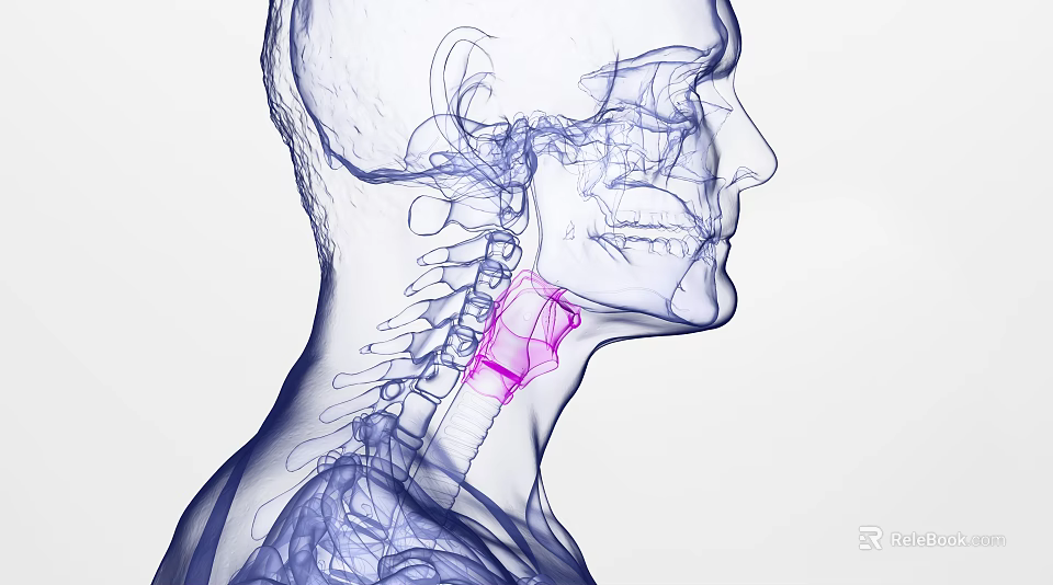 Medical Device For 3D Anatomical Visualization Of Human Neck Throat Bone Structure With Highlighted Area 3d model 