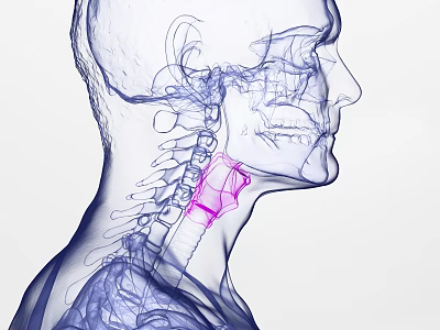 Medical Device For 3D Anatomical Visualization Of Human Neck Throat Bone Structure With Highlighted Area 3d model