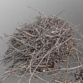 Dried Plant Branches And Fallen Leaves Pile Of Natural Garden Debris Collection