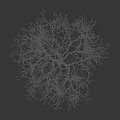 Leafless Deciduous Tree with Human Silhouette on Black Background for Size Comparison