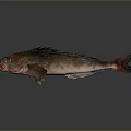 Red and Brown Fish With Sharp Fins Red Eyes And Open Mouth On Dark Background