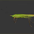 grasshopper insect cartoon locust animation locust anime locust anime game character 3d model