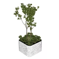 Green Leafy Plant in White Square Pot for Indoor Home Decoration