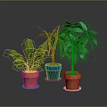 Indoor Potted Fern Palm And Green Leaf Plants In Terracotta And Blue Ceramic Pots