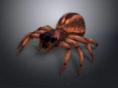 3D Spider With Brown And Orange Fur Eight Legs Black Eyes On Gray Background 3d model