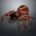 3D Spider With Brown And Orange Fur Eight Legs Black Eyes On Gray Background