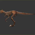 Medical Skeleton Model For Anatomical Education And Medical Training Use