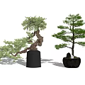 Two Artistic Bonsai Plants With Twisted Branches And Pine Tree In Black Pots
