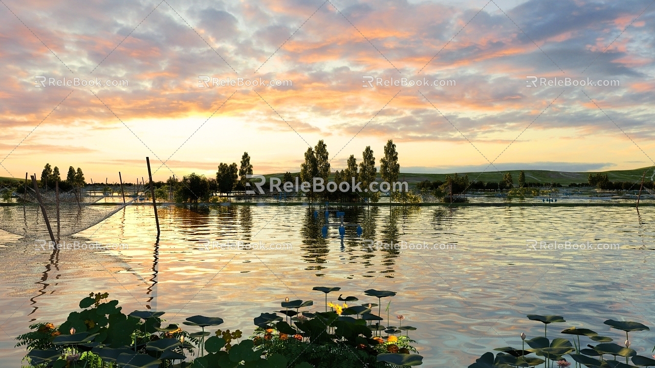 Lotus Sunset Dusk Lotus Lakeside Lakeside Wetland Park Lotus Pond Lotus Pond Fire Clouds 3d model