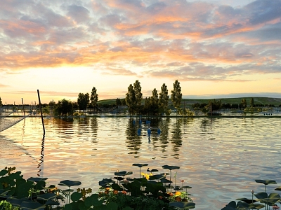 Lotus Sunset Dusk Lotus Lakeside Wetland Park Lotus Pond Lotus Pond Fire Clouds 3d model