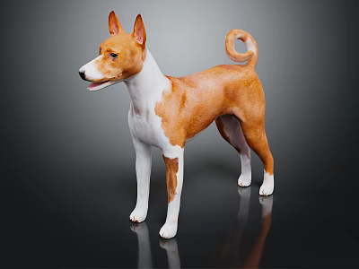 Alert Brown and White Dog with Curled Tail Standing on Shiny Floor in Dark Background 3d model