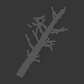 Natural Moss Covered Branches on Black Background with Ruler Measurement