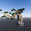 Artistic Bonsai Pine Tree with Curved Trunk and Exposed Roots in Decorative Pot