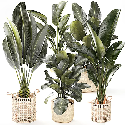 Lush Green Potted Plants with Large Leaves in Woven Baskets for Indoor Decor 3d model