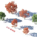 Red Oak Arbor With Green And Red Foliage In Landscape Plant Design
