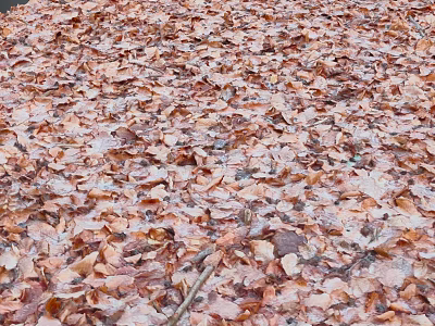 Autumn Fallen Leaves Covering Ground With Light Frost And Brown Hues 3d model