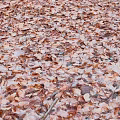 Autumn Fallen Leaves Covering Ground With Light Frost And Brown Hues