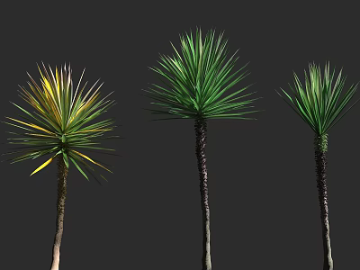 Three Different Ornamental Shrubs With Green And Yellow Leaves Slender Trunks In Garden Setting 3d model