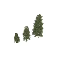 Evergreen Trees In Different Sizes With Lush Green Foliage And Natural Look