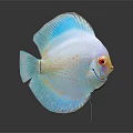 Colorful Discus Fish With White Body Blue Fins Red Eyes And Reflection On Dark Background