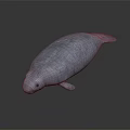 Realistic Gray Manatee With Green Spots On Dark Reflective Background Surface 3d model