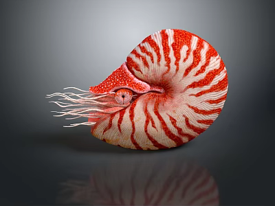 Decorative Nautilus Shell With Red And White Stripes And Tentacles On Gray Surface With Reflection 3d model
