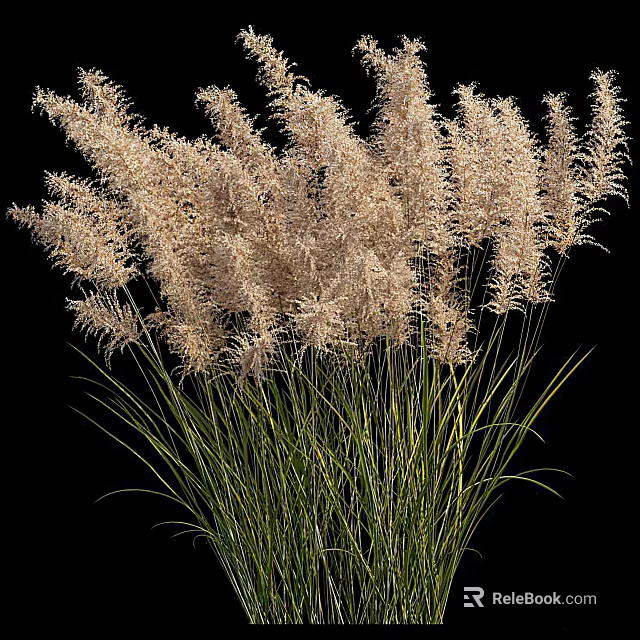 Decorative Ornamental Grasses With Green Stems And Feathery Plumes On Black Background 3d model 