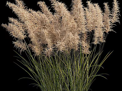 Decorative Ornamental Grasses With Green Stems And Feathery Plumes On Black Background 3d model